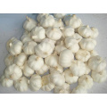 2021 crop High Quality Chinese 5.0cm Fresh White Garlic